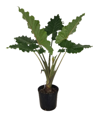 Portora Alocasia